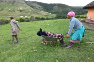 The sick often have to be transported in wheelbarrows to get medical help if ambulances do not arrive. PHOTO: Black Star/Spotlight